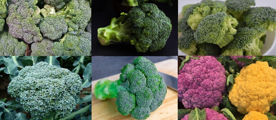 브로콜리 세계10대푸드