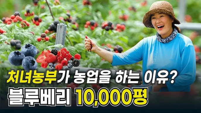 아로니아 재배 전정 포인트 병충해 방제 수확 저장_7