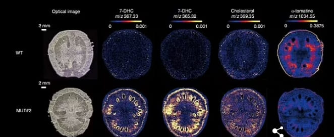 영국, 내년 유전자 조작(편집) 농작물 공식 판매 VIDEO: The gene-edited 'Frankenfoods' that could be on supermarket shelves in the UK as soon as NEXT YEAR
