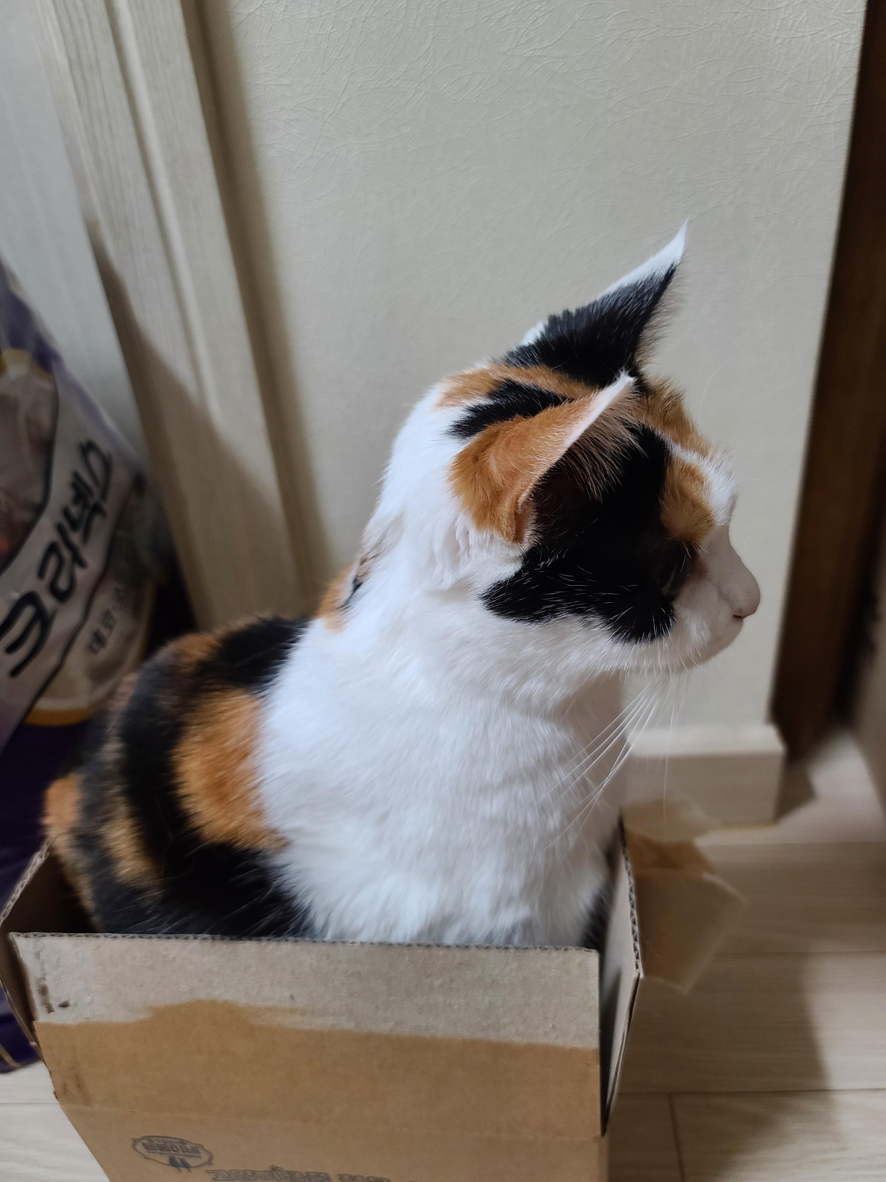 작은 박스에 꾸깃꾸깃 말아넣은 삼색이 고양이 요미. 참으로 유연한 그동물 고양이.