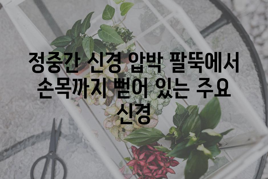 정중간 신경 압박 팔뚝에서 손목까지 뻗어 있는 주요 신경