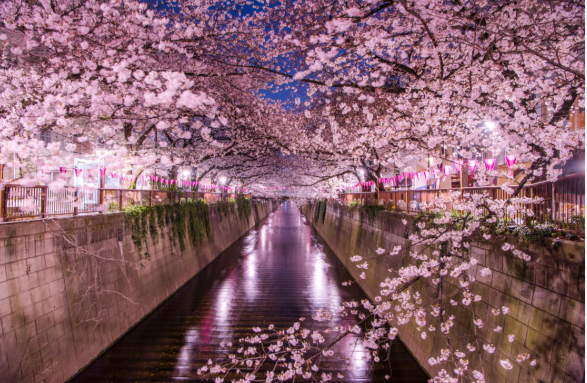 일본 벚꽃 축제