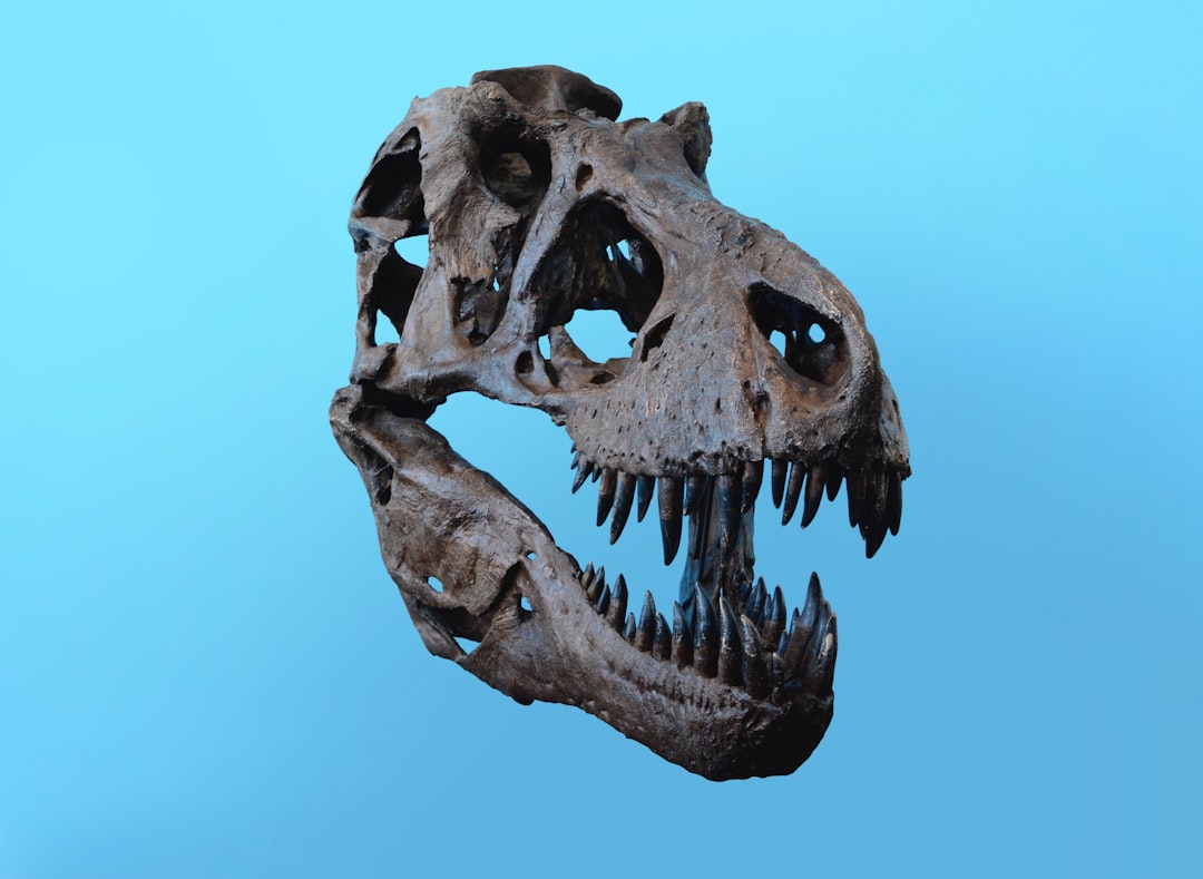 Bone
