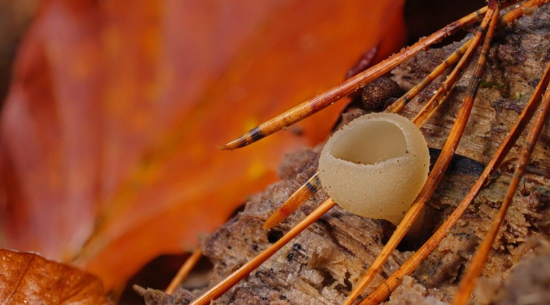 집이 무너지는 꿈해몽: 불안과 희망의 경계