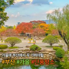 부산-단풍-명소
