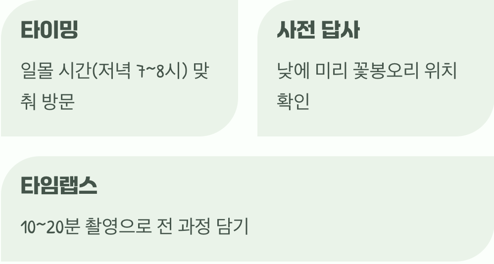 신비로운 순간을 포착하는 관찰 꿀팁