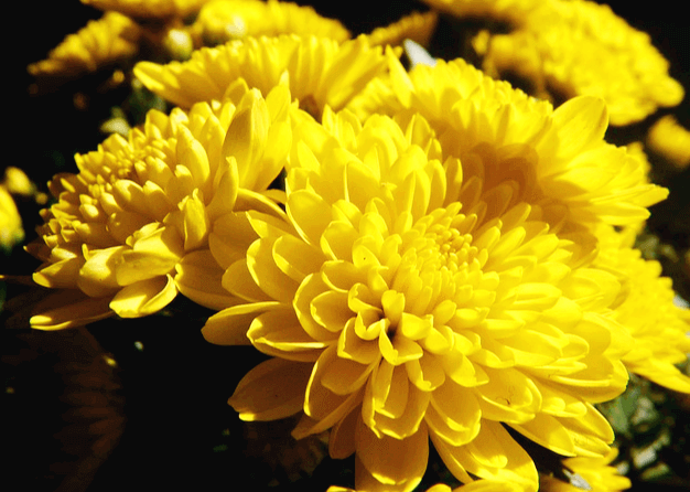 풍성하게 핀 노란 국화들이 가득하다. 매우 크고 아름답다.