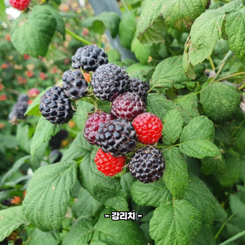 복분자 재배방법