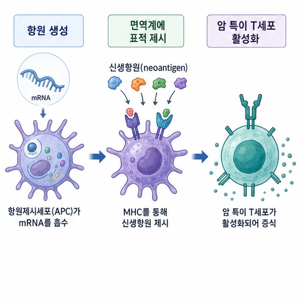 투여된 mRNA에서 만들어진 신생항원을 항원제시세포가 T세포에 보여주고 암 특이적 면역반응을 유도하는 과정을 보여주는 그림