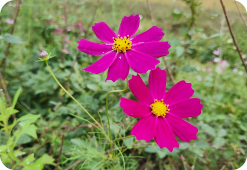 가을길에 물든 코스모스의 노래 -김해 마찰수로 뚝에 핀