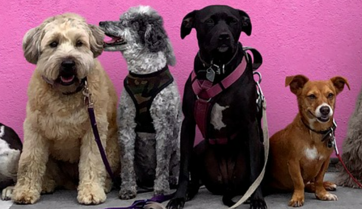 강아지들이 나란히 앉아 있는 이미지