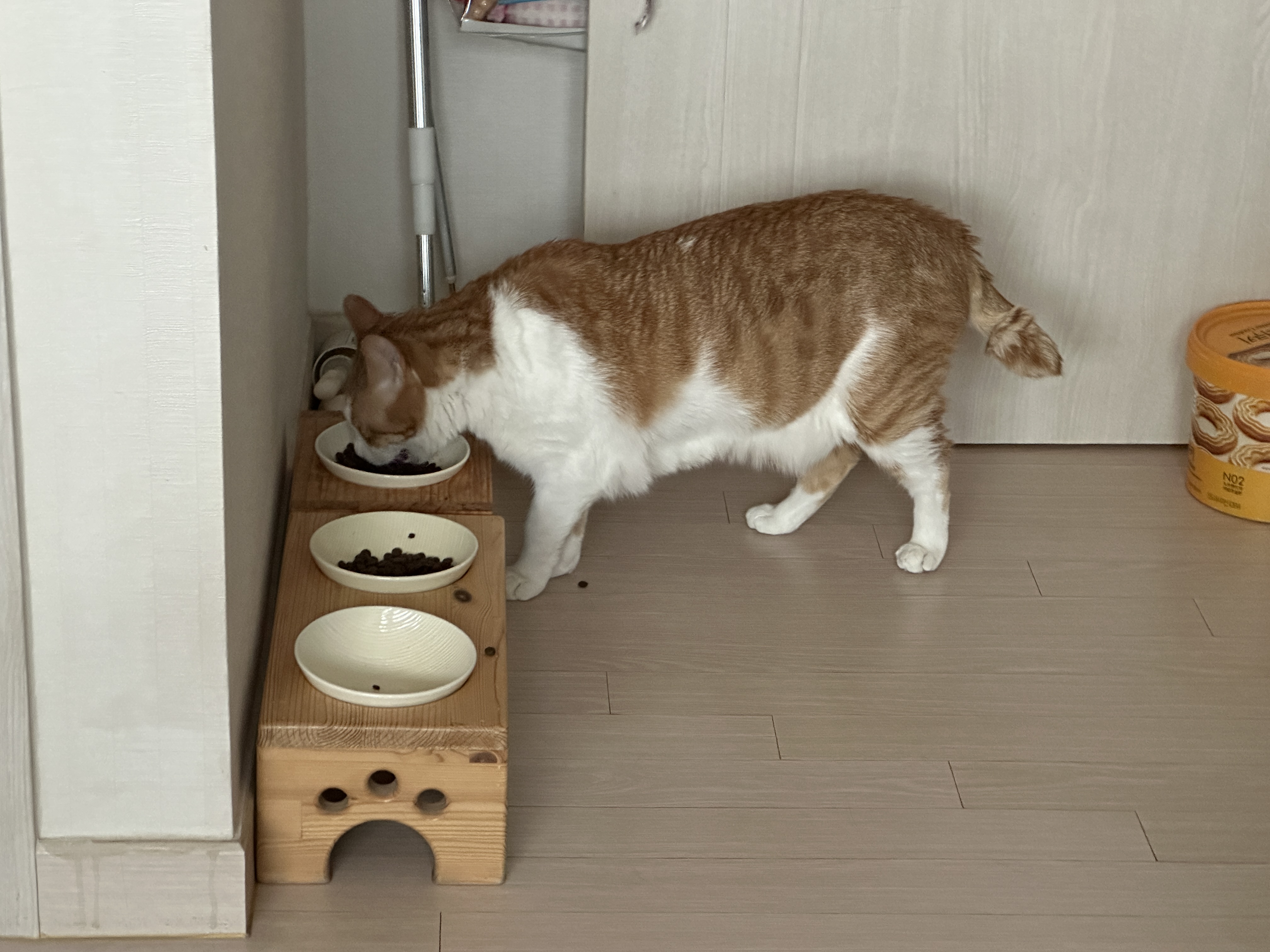 오랜만에 평화로운 아홉냥이네 아침풍경