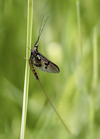 동양하루살이&amp;#44; 팅커벨의 정의