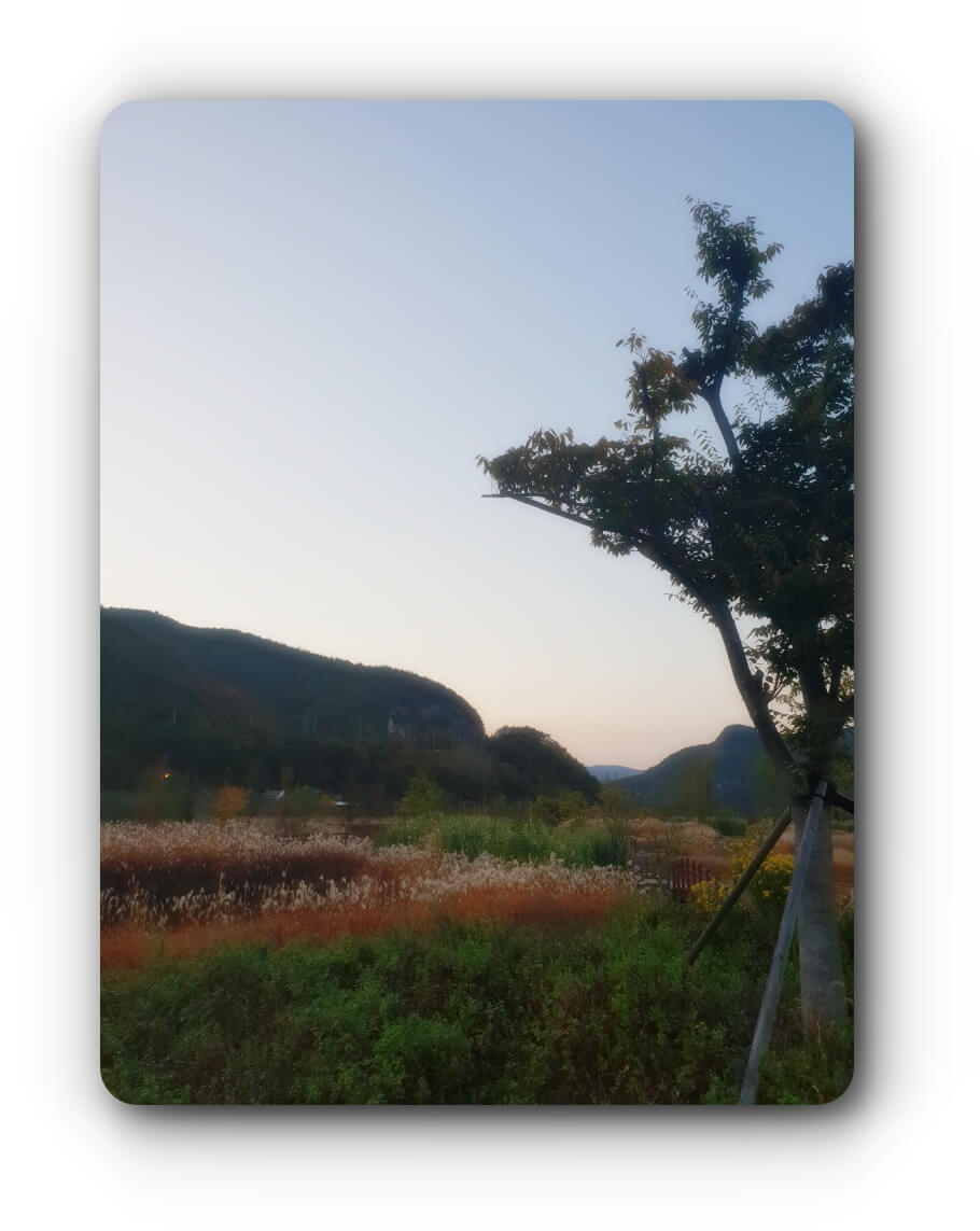 가을단풍