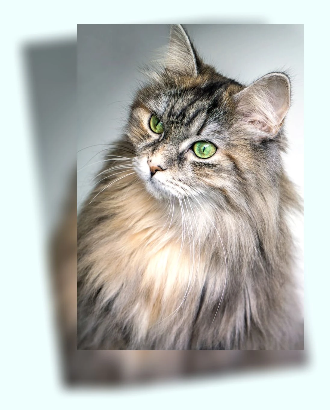 고양이 식기_3_subsection