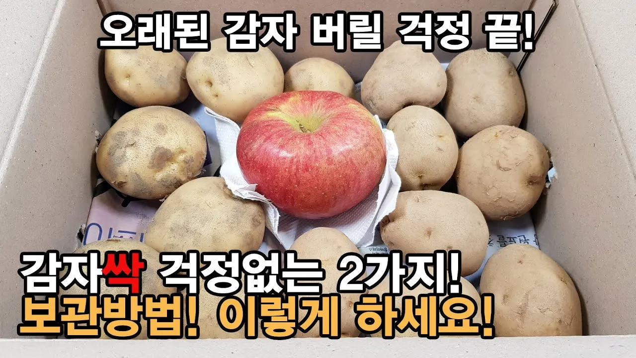 감자 보관법과 오래 신선하게 두는 꿀팁_4