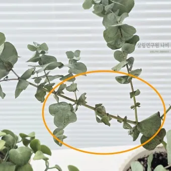 화분 잎마름 원인 햇빛부족 건조 과습 진단 맞춤 처방 가이드_14