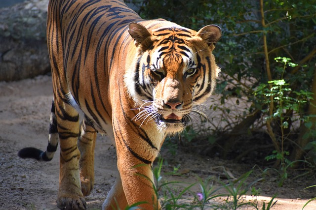 tiger 2024