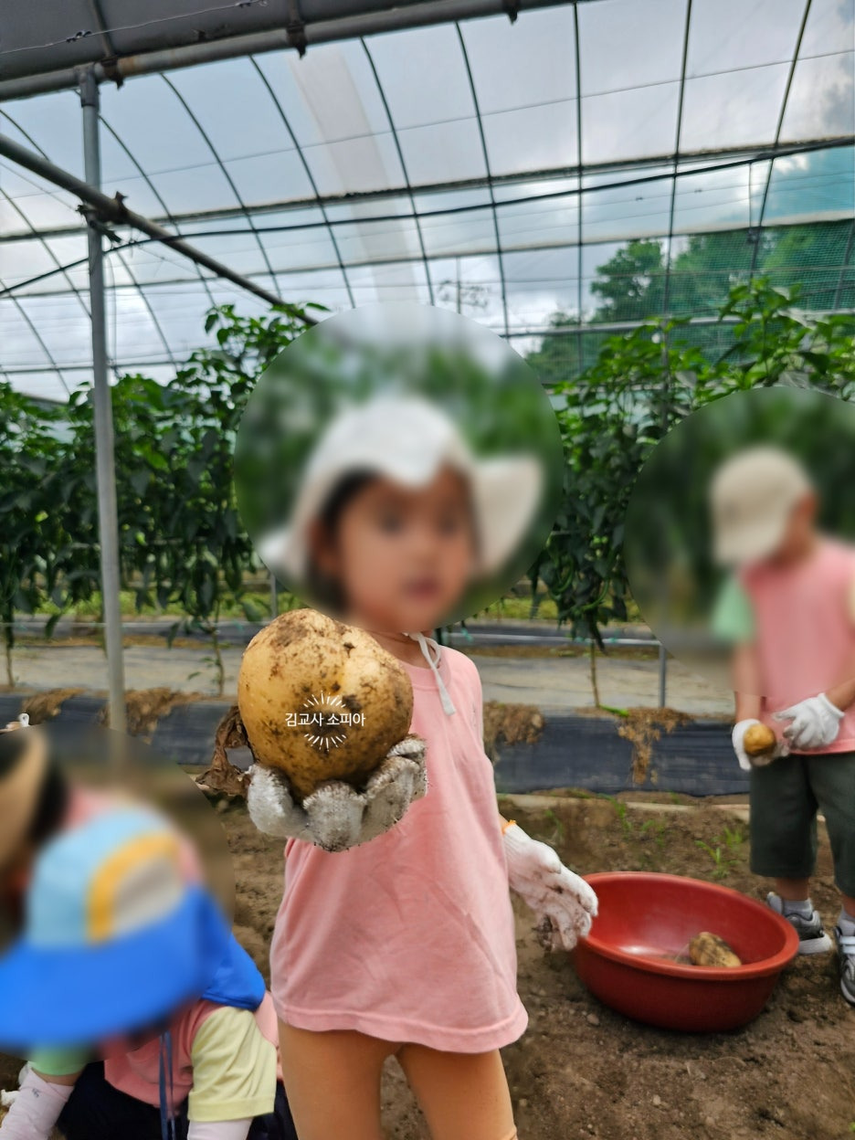 &quot;아이랑 감자 수확 체험 가봤더니… 놓치면 아쉬운 준비물 까지 총정리!&quot;