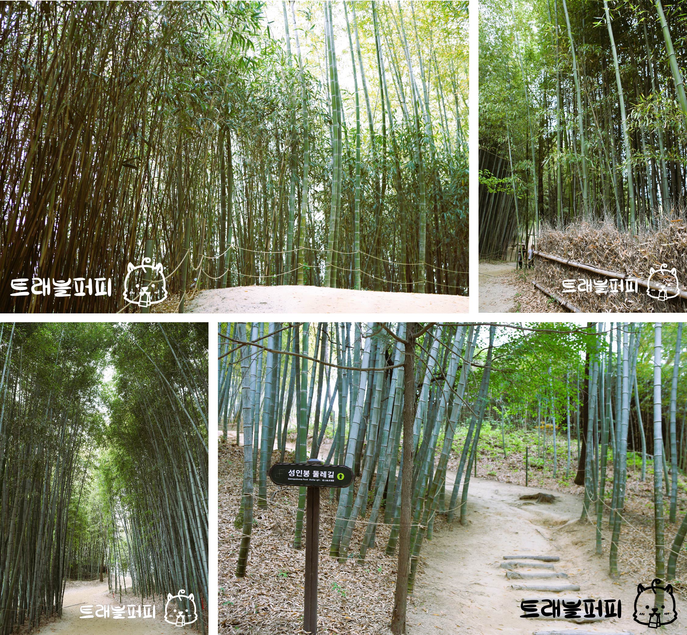 성인봉 둘레길 가는 길.