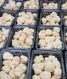 노루궁뎅이버섯