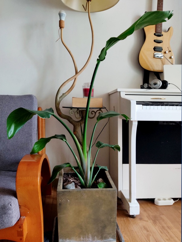 의자 높이로 커져 버린 극락조 화분 1년차