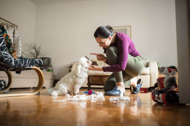 초보 견주의 강아지 키울 때 주의할 점
