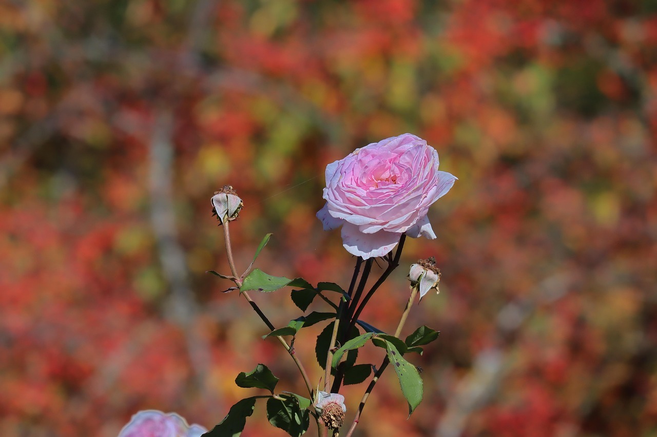 포항 영일대 장미원