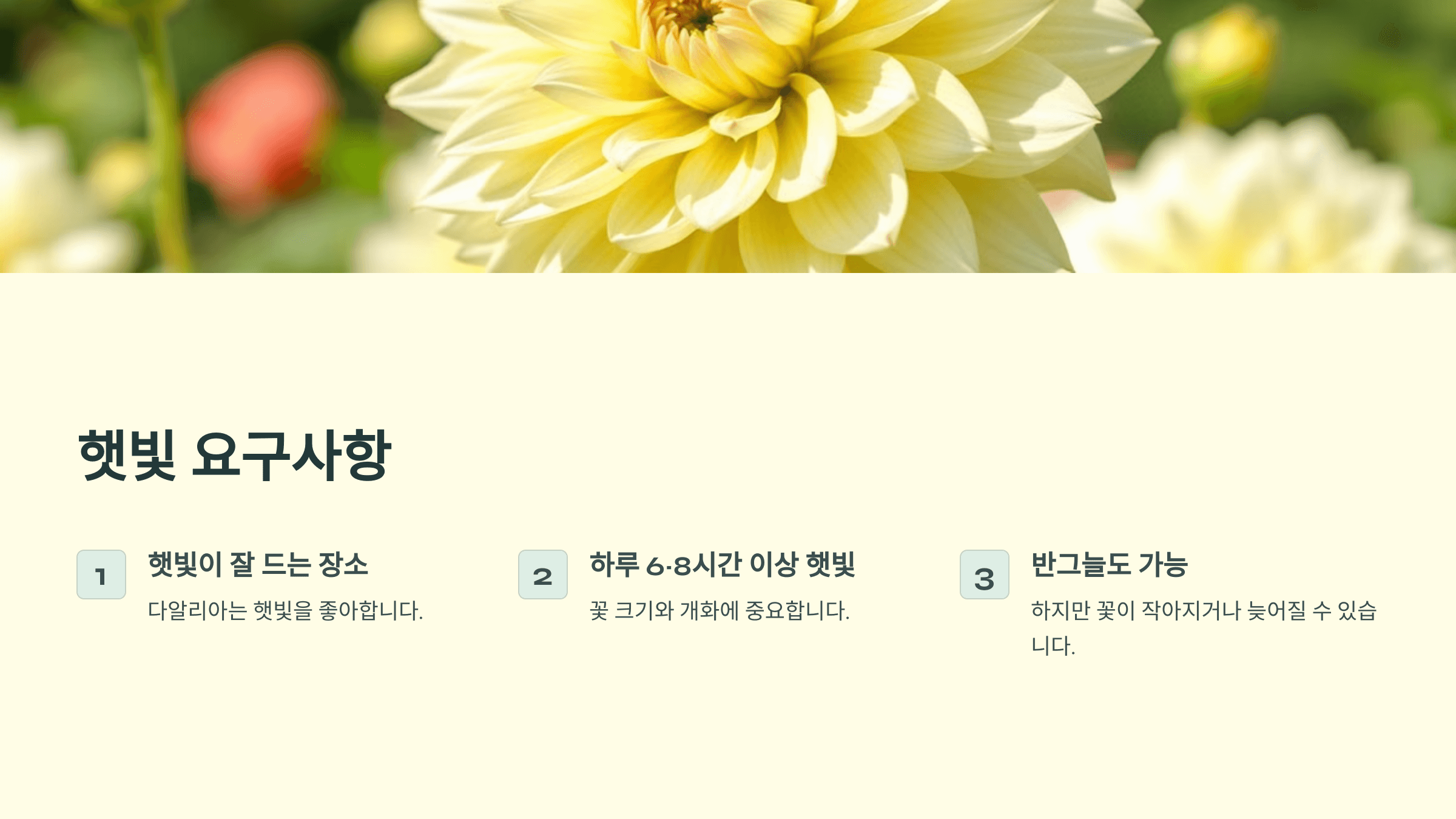 다알리아꽃 사진입니다.