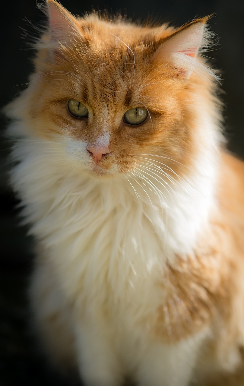 반려동물 의류 건조기 5종 스펙·기능 비교