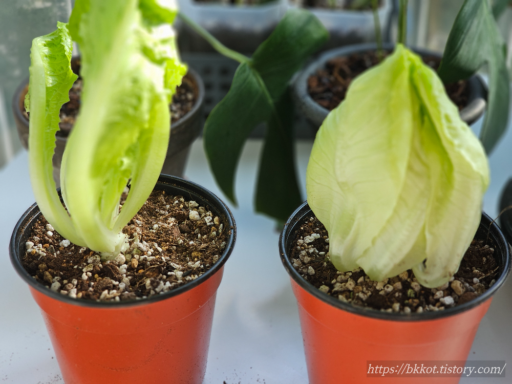 이마트 [뿌리가 살아있는 상추] 심기