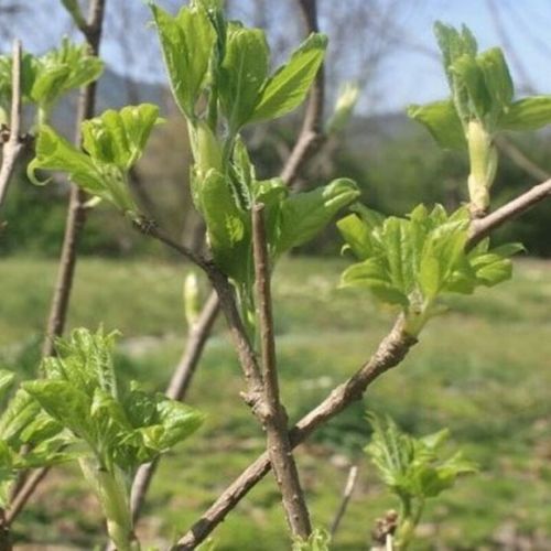 오가피순 (Acanthopanax sessiliflorus)