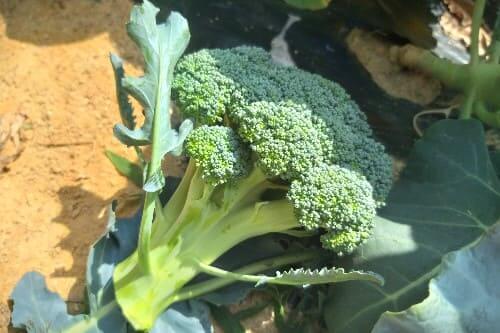 브로콜리-녹색꽃양배추-재배-꽃봉오리-수확-효능