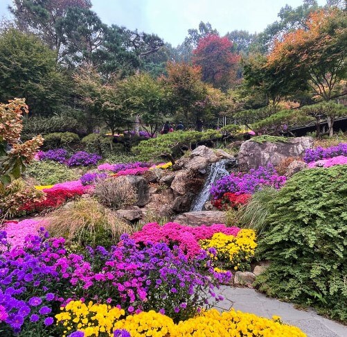 노랑보라분홍 국화가 핀 모습