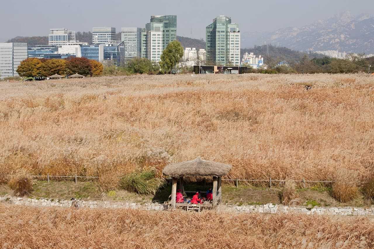 서울근교, 대형견과 함께한 하늘공원 억새길 나들이