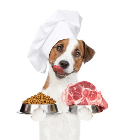 강아지 건강 식단 이미지