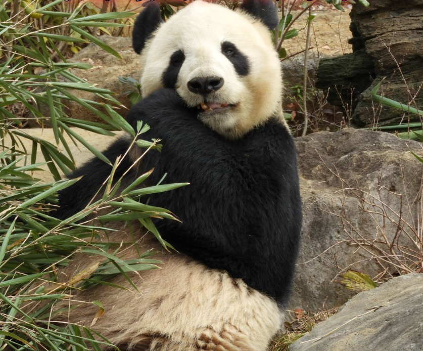 우에노동물원 02