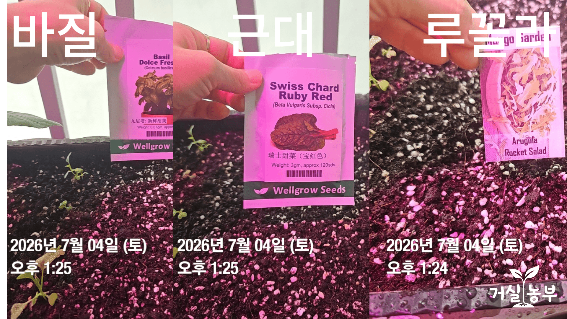 말레이시아 베란다 화분에 바질 근대 루꼴라 씨앗을 함께 파종한 모습