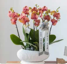 승진 진급 축하 메시지 모음