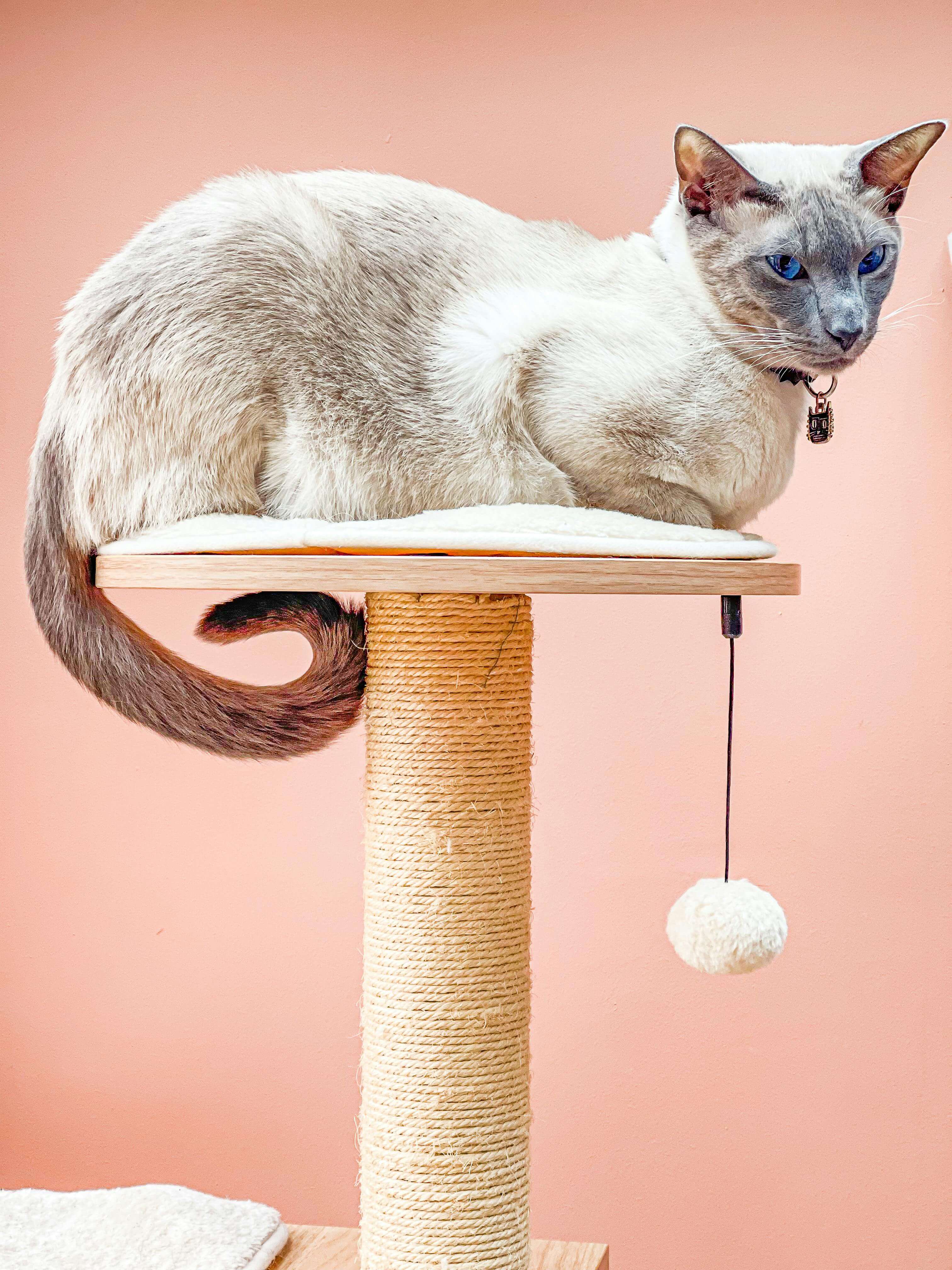 2025 제35회 궁디팡팡 캣페스타 완전정리｜부스 추천 TOP30