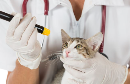 눈 검사를 하고 있는 고양이.