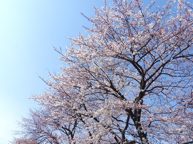 개화