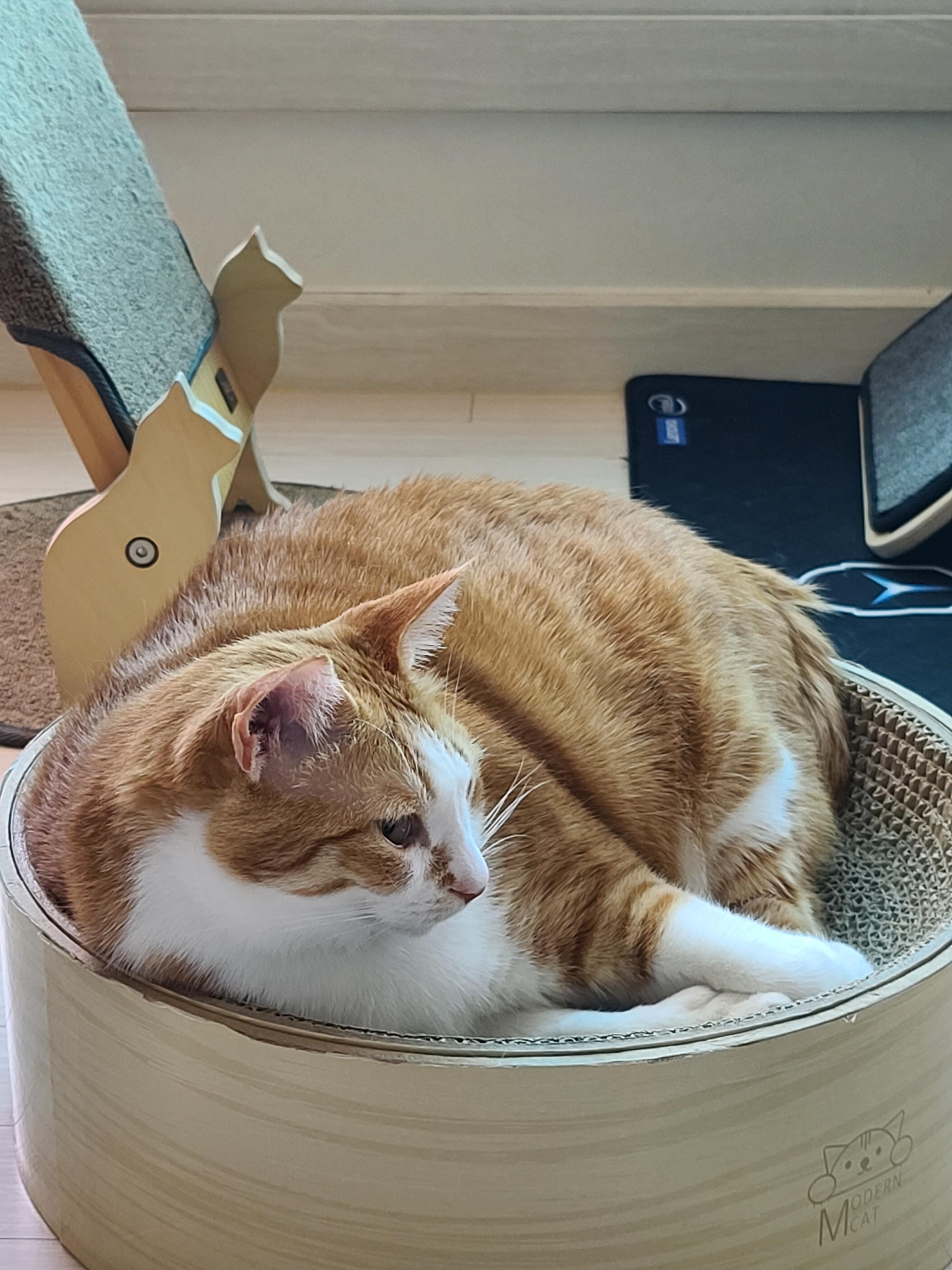 너무 귀여운 치즈냥이 호야. 심약하신 분들 주의! 너무 귀여워 심장에 무리를 줄수 있음.