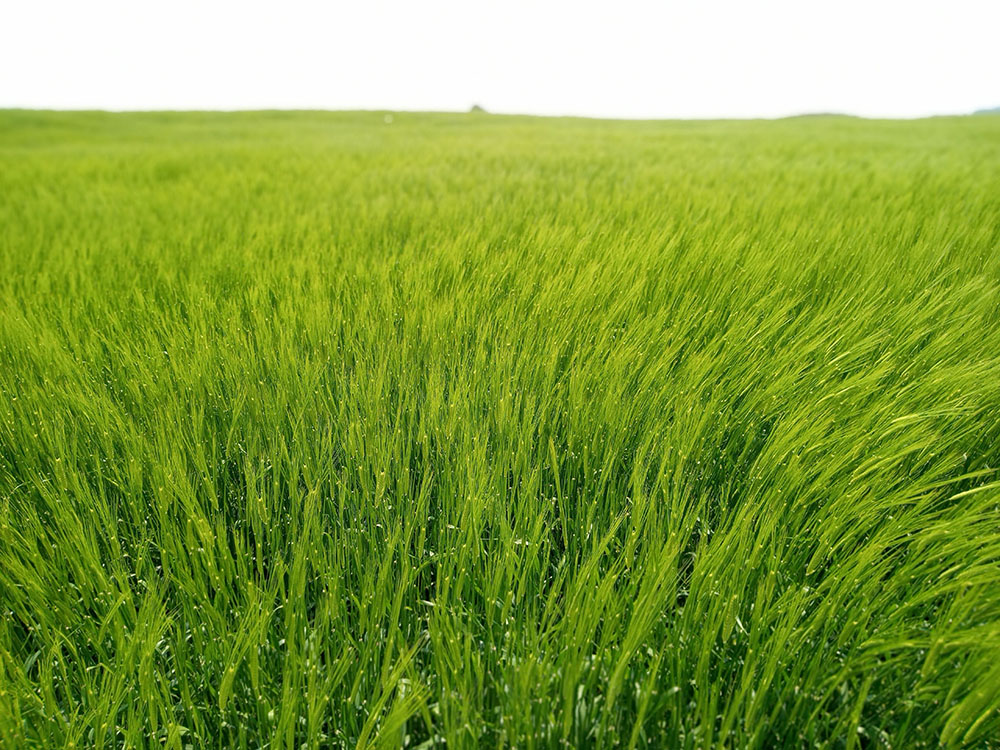 올레길 10코스: 화순금모래해변에서 모슬포 하모체육공원까지