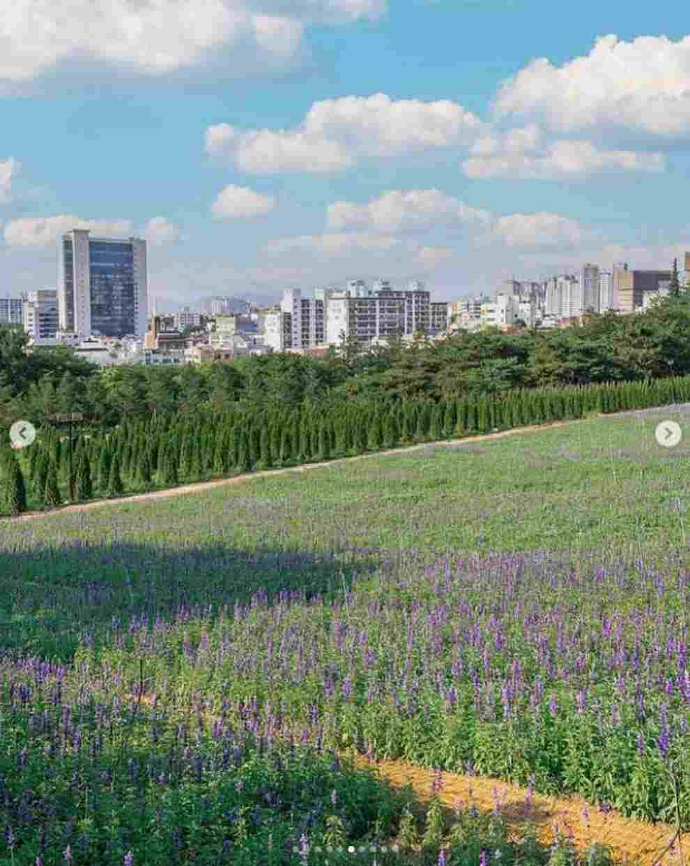 이월드 퍼플 아일랜드