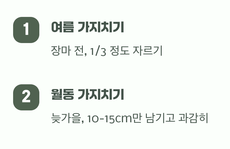 4. 풍성함의 마법, 가지치기