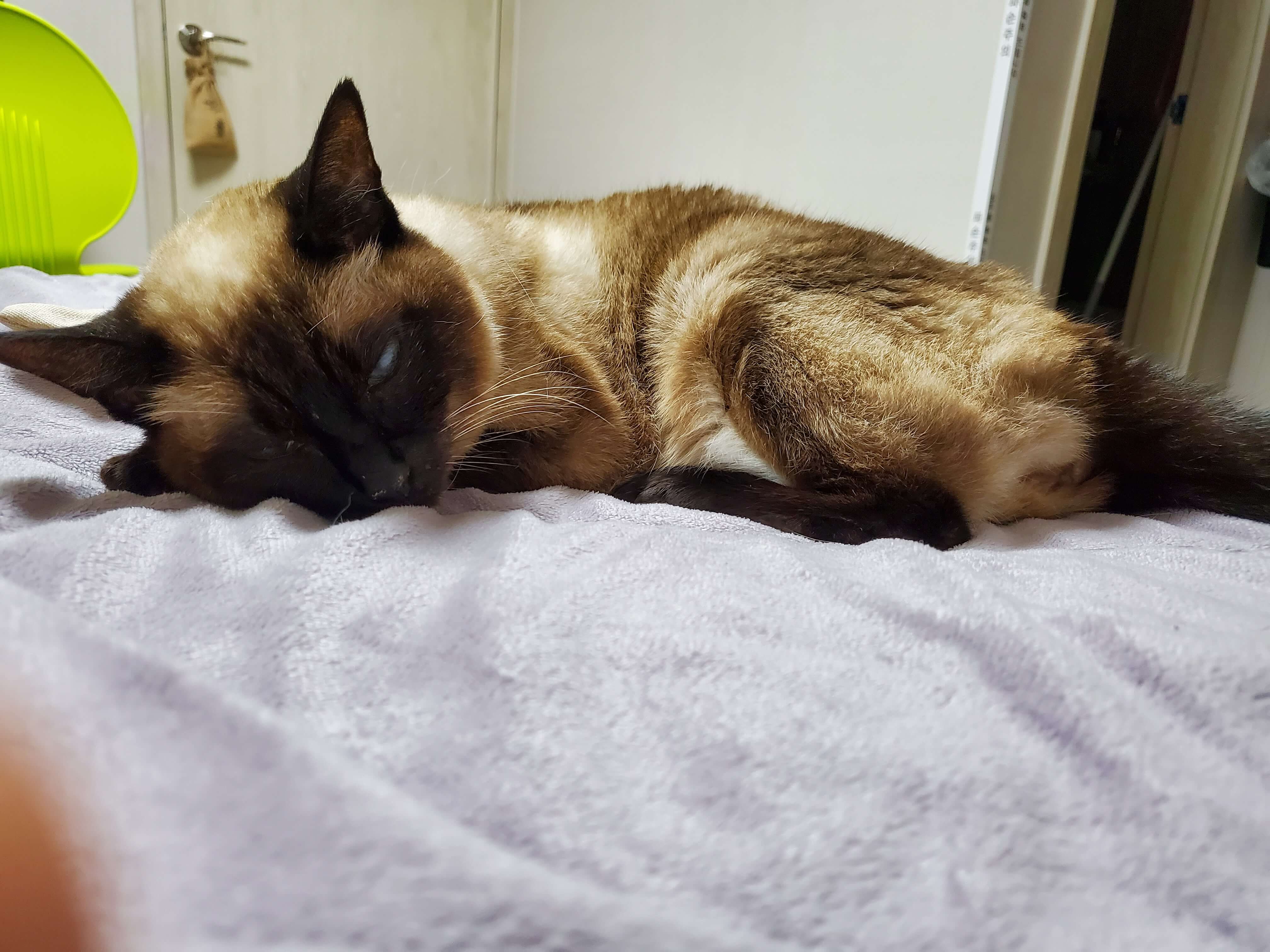 노령 고양이의 갑상선 기능항진증: 장기 관리와 예후