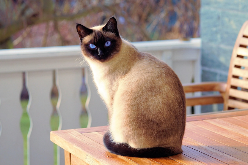 고양이알레르기에 관한 내용에 들어갈 고양이 이미지