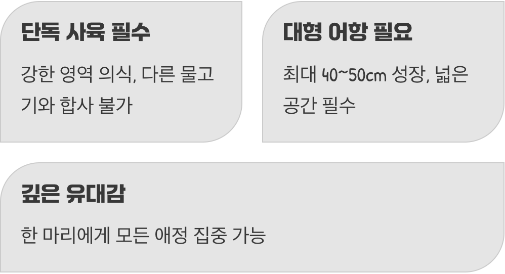 혼자만의 왕국을 다스리는 군주