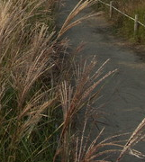 전국 수목원 BEST 5 – 자연의 품으로 떠나는 진짜 힐링 여행